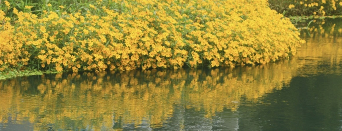 Flowers by the Lake